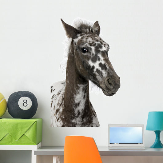 Close-up Crossbreed Foal between Wall Decal
