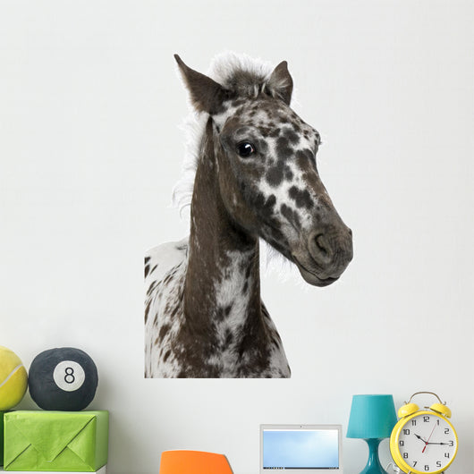 Close-up Crossbreed Foal between Wall Decal