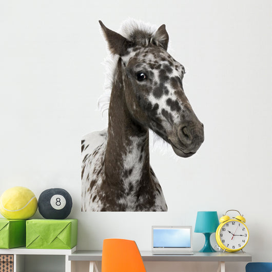 Close-up Crossbreed Foal between Wall Decal