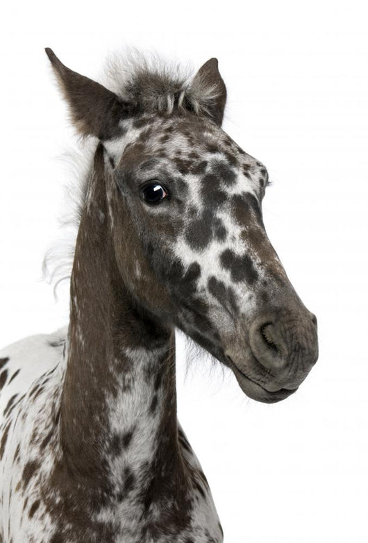 Close-up Crossbreed Foal between Wall Decal