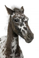 Close-up Crossbreed Foal between Wall Decal