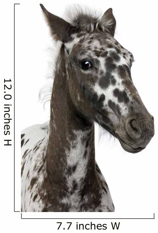 Close-up Crossbreed Foal between Wall Decal
