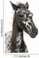 Close-up Crossbreed Foal between Wall Decal