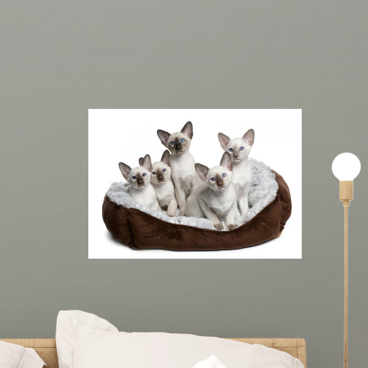 Five Siamese Kittens Sitting