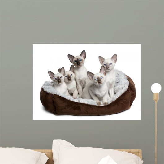 Five Siamese Kittens Sitting