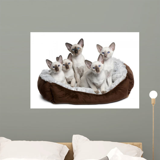 Five Siamese Kittens Sitting