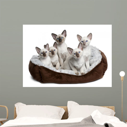 Five Siamese Kittens Sitting