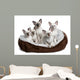 Five Siamese Kittens Sitting
