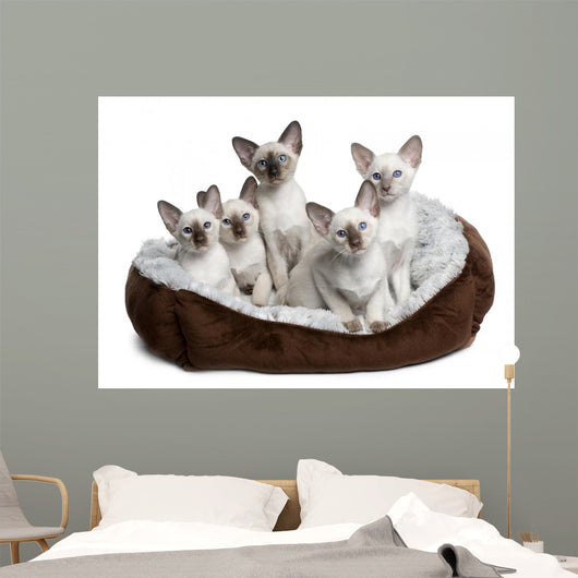Five Siamese Kittens Sitting