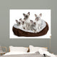 Five Siamese Kittens Sitting