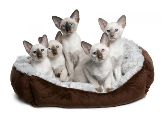 Five Siamese Kittens Sitting