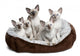 Five Siamese Kittens Sitting