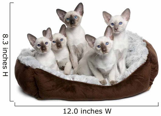 Five Siamese Kittens Sitting