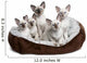Five Siamese Kittens Sitting