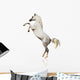 Arabian Horse Isolated Wall Decal