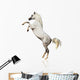 Arabian Horse Isolated Wall Decal