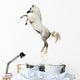 Arabian Horse Isolated Wall Decal