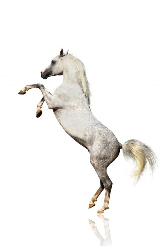 Arabian Horse Isolated Wall Decal