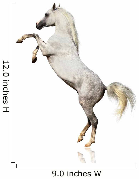 Arabian Horse Isolated Wall Decal