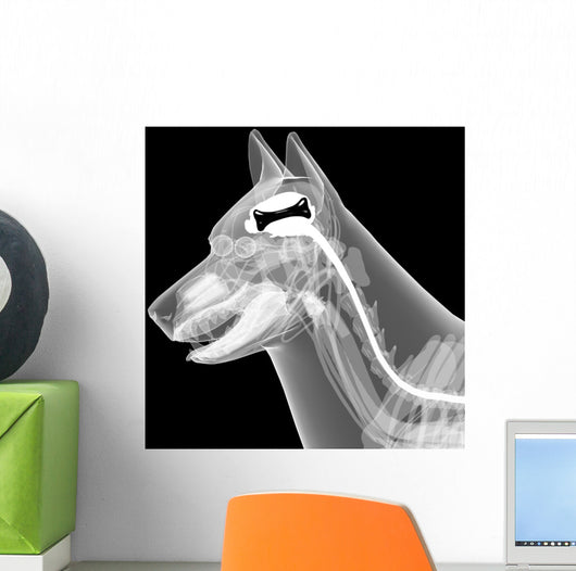 dog x-ray anatomy Wall Mural
