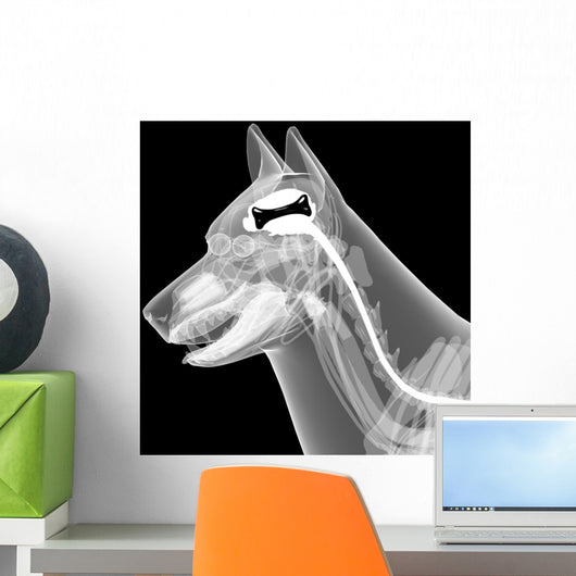 dog x-ray anatomy Wall Mural