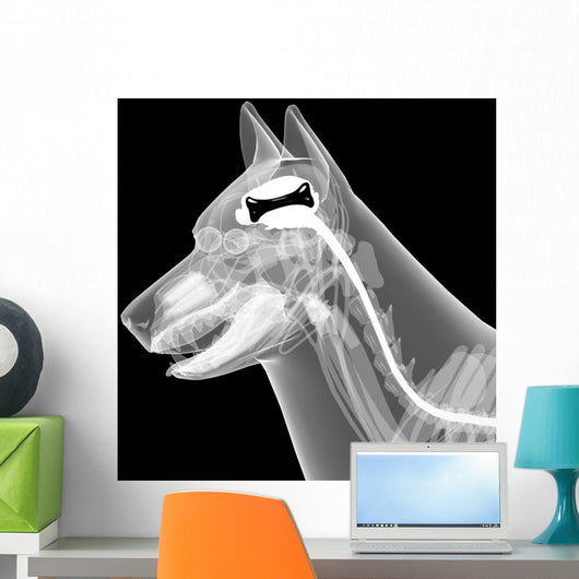 dog x-ray anatomy Wall Mural