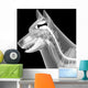 dog x-ray anatomy Wall Mural