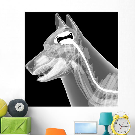 dog x-ray anatomy Wall Mural