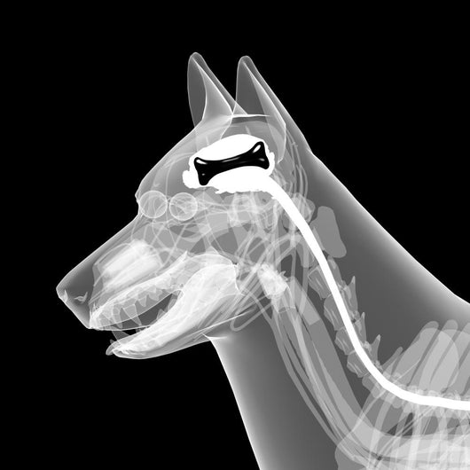 dog x-ray anatomy Wall Mural