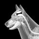 dog x-ray anatomy Wall Mural