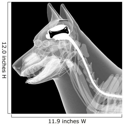 dog x-ray anatomy Wall Mural