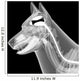 dog x-ray anatomy Wall Mural