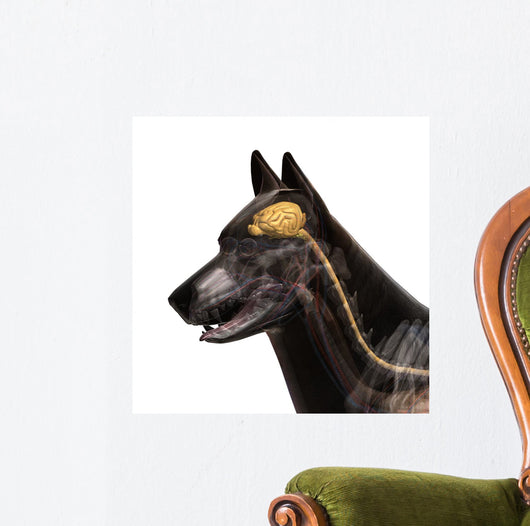Dog Brain