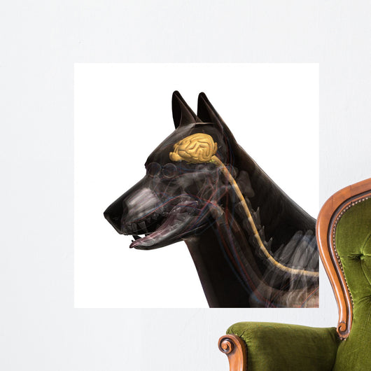 Dog Brain