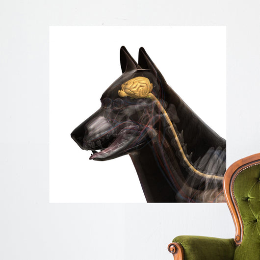 Dog Brain