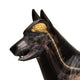 Dog Brain