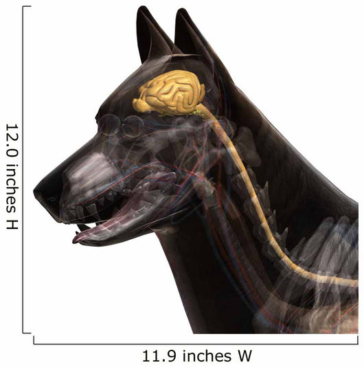 Dog Brain