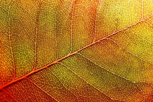 autumn-leaf Wall Mural