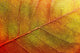 autumn-leaf Wall Mural