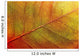 autumn-leaf Wall Mural