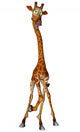 Giraffe Stand up Wall Decal