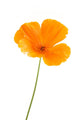 Eschscholzia californica Wall Decal