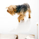 Dog Wall Decal