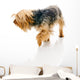 Dog Wall Decal