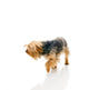 Dog Wall Decal