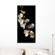 white orchid isolated over black background Wall Mural