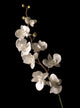 white orchid isolated over black background Wall Mural