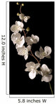 white orchid isolated over black background Wall Mural