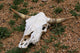 Cattle Skull Wall Mural
