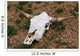 Cattle Skull Wall Mural